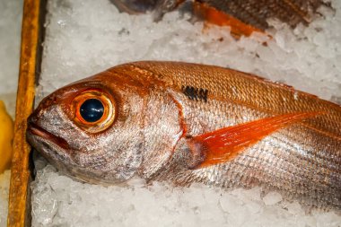 Akdeniz restoranında taze kırmızı porgy balığı. Fagri balığı, kırmızı gözenekli, beyaz levrek ya da pembe deniz kepeği olarak da bilinen bir Akdeniz balığıdır. Yunanistan 'da popüler bir balık.