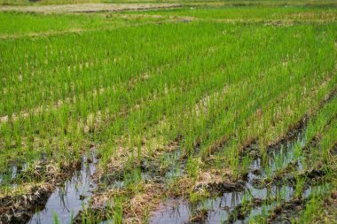 Gifu Bölgesi, Japonya 'daki pirinç tarlası