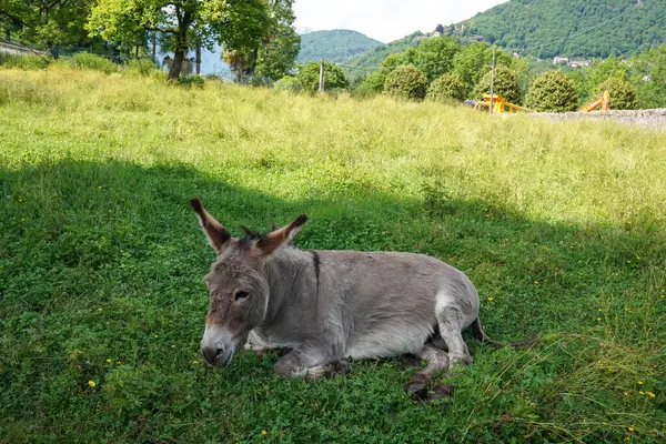 Yeşillik bir arazide eşek