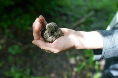 Siyah yer mantarı bir kızın elinde.