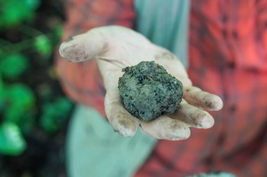Profesyonel Trifulau (yer mantarı avcısı) ve köpeği, bölgenin zengin mutfak mirası ve yer mantarı avcılığı geleneğini gözler önüne seren Alba ormanında siyah trüf mantarı buldular.
