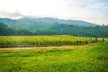 Kuzey İtalya, Piedmont bölgesindeki Langhe bölgesinin merkezindeki üzüm bağları.