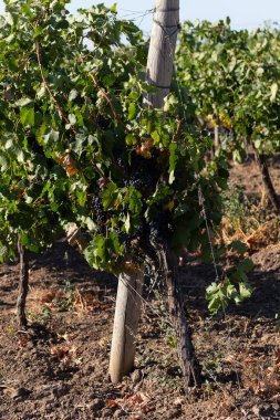 Hasattan önce olgun üzümle sarmaşık. Şarap üretimi. Moldova 'da şarap üretim teknolojisi. Ekoloji.. 