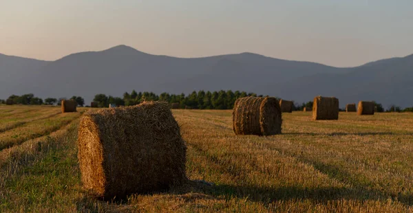Weizenernte Rundballen Stroh Auf Dem Feld Landwirtschaft Bergregionen — Stockfoto