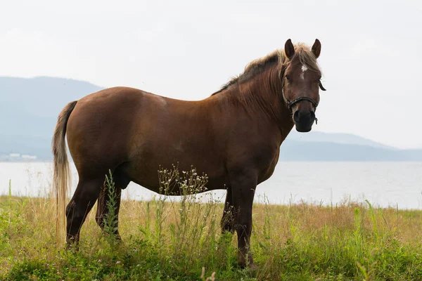 Черновая Лошадь Реже Называемая Картонной Рабочей Лошадью Пастбище Озера Горах — стоковое фото