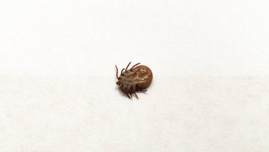 Ixodes ricinus, the castor bean tick, is a chiefly European species of hard-bodied tick. Female.