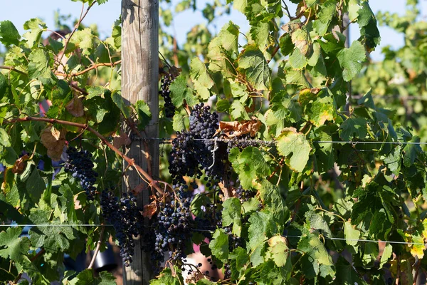 収穫前に熟したブドウとつる ワイン造り モルドバのワイン生産技術 ブドウ栽培 — ストック写真