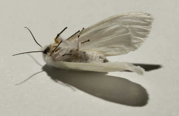 Hyphantria Cunea Uma Espécie Mariposa Gênero Fall Pertencente Família Arctiidae — Fotografia de Stock