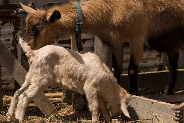 Alpine Goat Dairy Animal Maternidad Relación Entre Una Madre Una — Foto de Stock