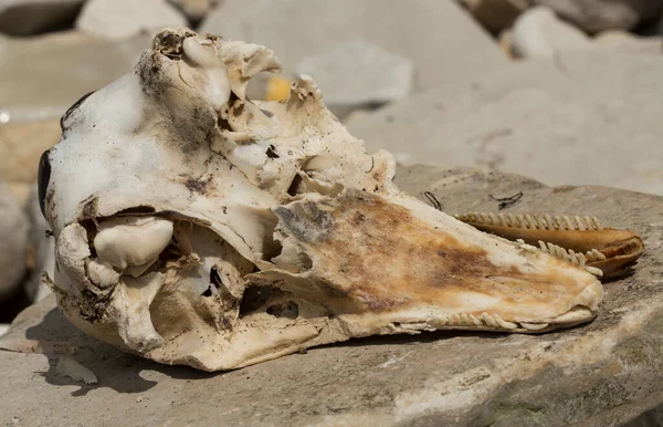 Decomposition Corpse Black Sea Dolphin Skull Marine Mammal Environmental Cataclysm — Foto de Stock