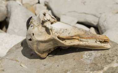 Decomposition of the corpse of a Black Sea dolphin. The skull of a marine mammal. Environmental cataclysm. Death of animals.