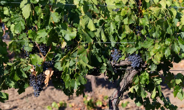 Vigne Avec Raisins Mûrs Avant Récolte Vinification Technologie Production Vin — Photo