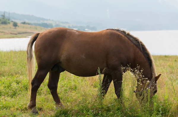 Draft Dray Horse Less Often Called Carthorse Workhorse Pasture Lake — Stock Photo, Image