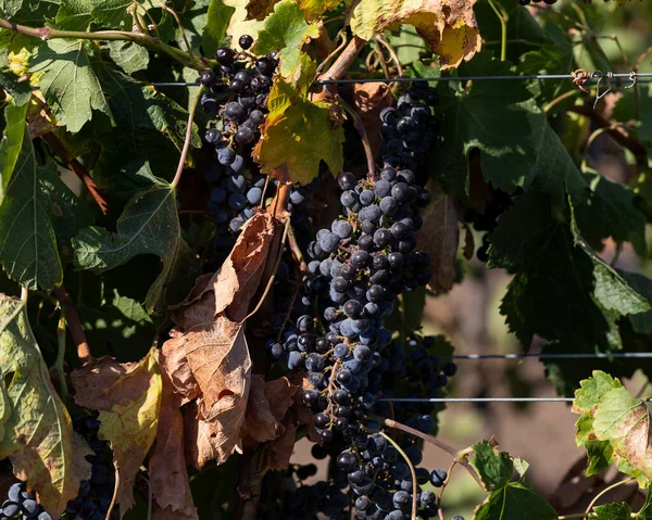 Vigne Avec Raisins Mûrs Avant Récolte Vinification Technologie Production Vin — Photo
