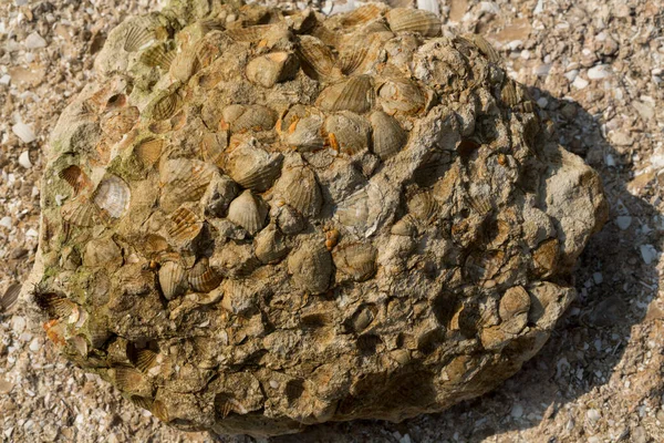 Stone Sedimentary Rock Fossil Mollusks Cockle Bivalve Family Cardiidae — Stock fotografie