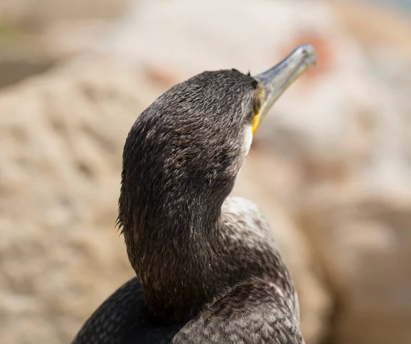 Great Cormorant Phalacrocorax Carbo Black Sea Fauna Waterfowl Close — Stock Photo, Image
