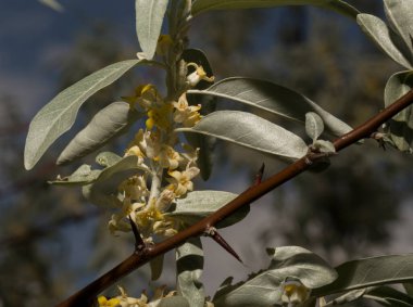 Elaeagnus commutata, Elaeagnus familyasından bir kuş türü. Çalının bahar çiçekleri. Bitkinin üzerindeki sarı çiçekler..