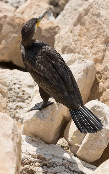 Great Cormorant Phalacrocorax Carbo Black Sea Fauna Waterfowl Close — Fotografia de Stock