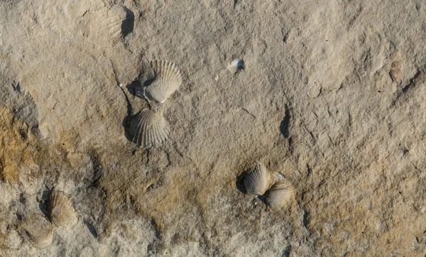 Stone Sedimentary Rock Fossil Mollusks Cockle Bivalve Family Cardiidae — Foto Stock