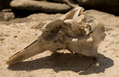 Decomposition of the corpse of a Black Sea dolphin. The skull of a marine mammal. Environmental cataclysm. Death of animals.