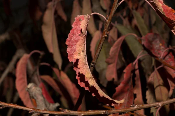 Siyah Arka Planda Kiraz Ağacının Kırmızı Yaprakları Sonbaharda Solmuş Flora — Stok fotoğraf