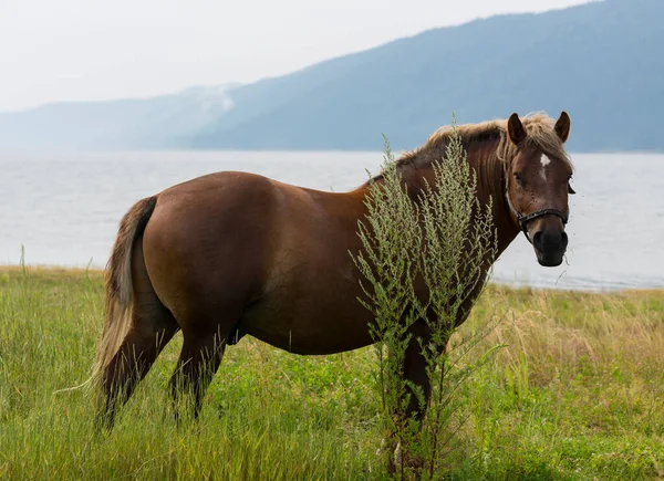 Draft Dray Horse Less Often Called Carthorse Workhorse Pasture Lake — Stock Photo, Image