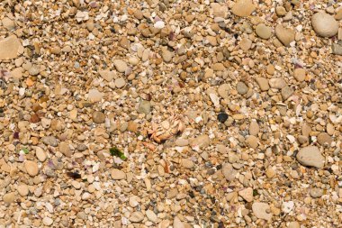 Deniz kıyısının arka planında küçük çakıl taşları oluşur. Kaba çok renkli kum.
