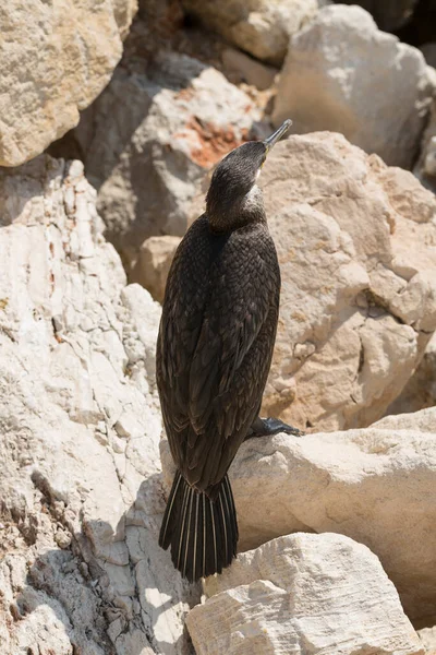Great Cormorant Phalacrocorax Carbo Black Sea Fauna Waterfowl Close — Photo