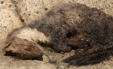 Beech marten (Martes foina), taş, ev ya da beyaz göğüslü sansar olarak da bilinir. Yol savaşları - Arabaların tekerlekleri altında bir hayvanın ölümü.