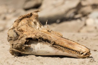 Decomposition of the corpse of a Black Sea dolphin. The skull of a marine mammal. Environmental cataclysm. Death of animals.