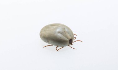 Ixodes ricinus, the castor bean tick, is a chiefly European species of hard-bodied tick. Female.
