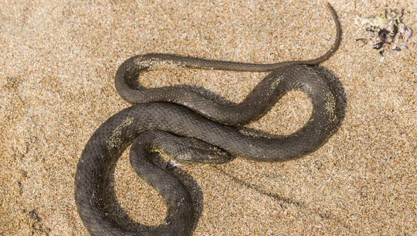 Natrix Tessellata 骰子蛇是一种欧洲无毒蛇 属于拟南芥亚科 Colubridae 爬行动物生活在黑海沙滩上 — 图库照片