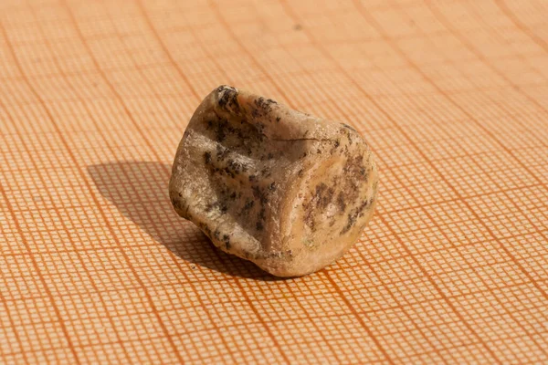 Egy Cetfélék Fosszíliája Egy Csigolya Gerinc Farkából Petrifakció — Stock Fotó