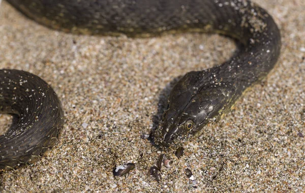 ナトリックス テステラータ ダイスヘビは ヨーロッパの非毒ヘビで 家族Colubridae 亜科Natricinaeに属しています 爬虫類は黒海の砂浜に住んでいます — ストック写真