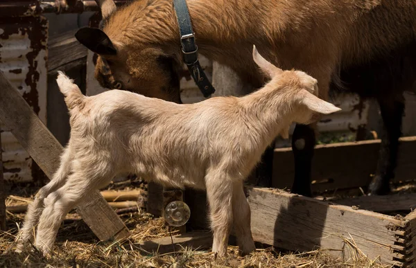 Animal Laitier Chèvre Alpine Maternité Relation Entre Une Mère Nouveau — Photo