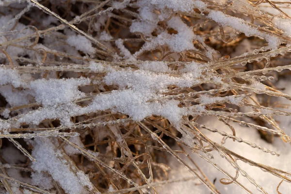 Początek Zimy Suszone Rośliny Pokryte Lodem Śniegiem Zimowy Bokeh — Zdjęcie stockowe