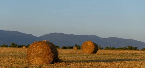 Récolte Blé Balles Rondes Paille Dans Champ Agriculture Dans Les — Photo