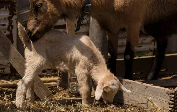 Alpina Getmjölksdjur Moderskap Förhållandet Mellan Mor Och Nyfödd Get — Stockfoto