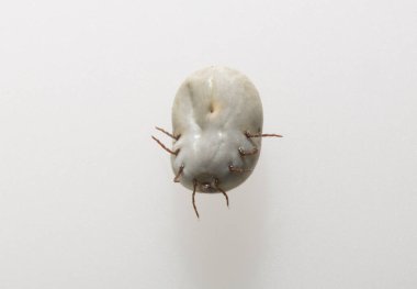 Ixodes ricinus, the castor bean tick, is a chiefly European species of hard-bodied tick. Female.