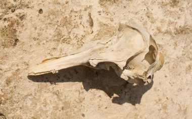 Decomposition of the corpse of a Black Sea dolphin. The skull of a marine mammal. Environmental cataclysm. Death of animals.