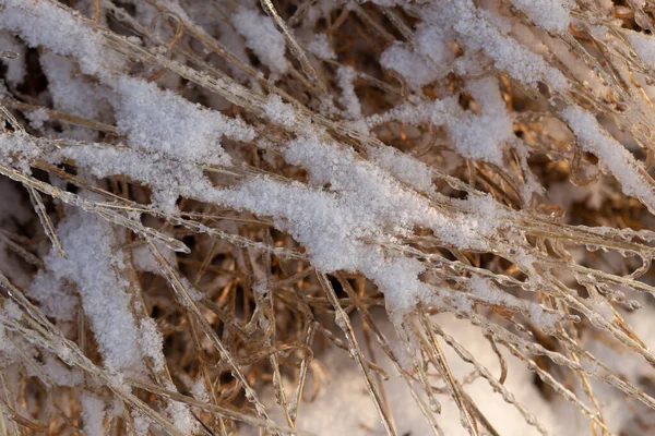 Początek Zimy Suszone Rośliny Pokryte Lodem Śniegiem Zimowy Bokeh — Zdjęcie stockowe