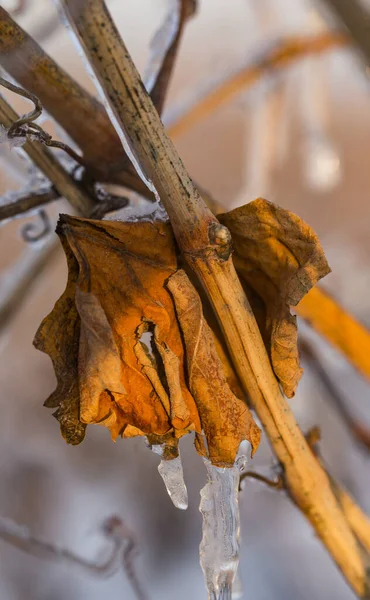 Inverno Vinhas Estão Cobertas Gelo Neve Vinificação Foco Seletivo — Fotografia de Stock