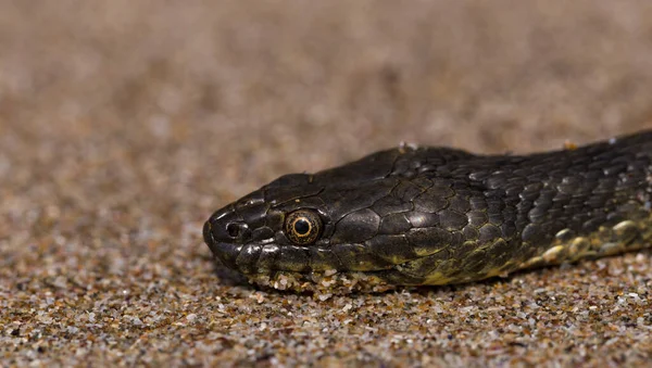 Natrix Tessellata 骰子蛇是一种欧洲无毒蛇 属于拟南芥亚科 Colubridae 爬行动物生活在黑海沙滩上 — 图库照片