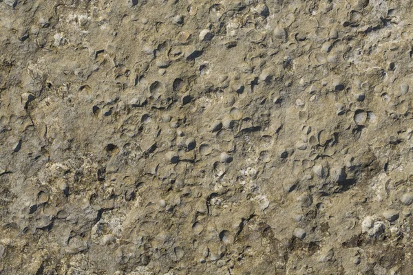 Камінь Осадових Порід Викопними Молюсками Cockle Двостулковий Родині Cardiidae — стокове фото