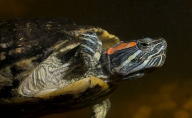 Kırmızı kulaklı terrapin (Trachemys Scrita elegans), Emydidae familyasından bir su kaplumbağası türü..