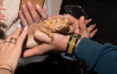 Merkezi sakallı ejderha (Pogona vitticeps), kertenkelenin ortasında yaşayan bir tür. Hayvanat bahçesi, insanların hayvanlarla olan dokunsal bağlantısı..