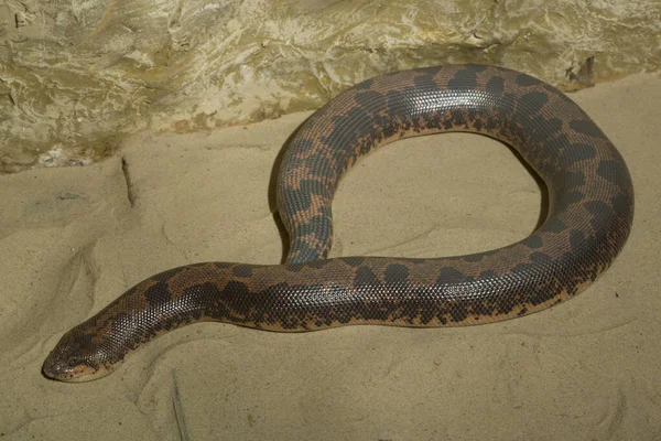 エリックス コルブリヌス エジプト語 Eryx Colubrinus ケニア語 Sand Boa ボディア科のヘビの一種 — ストック写真
