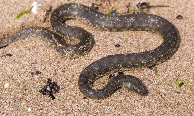 Natrix tessellata. Zar yılanı, Colubridae familyasına ait, Natricinae alt familyasından zehirli olmayan bir Avrupa yılanıdır. Sürüngen Karadeniz 'in kumlu sahillerinde yaşıyor..