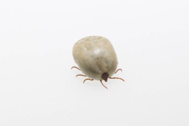 Ixodes ricinus, the castor bean tick, is a chiefly European species of hard-bodied tick. Female.