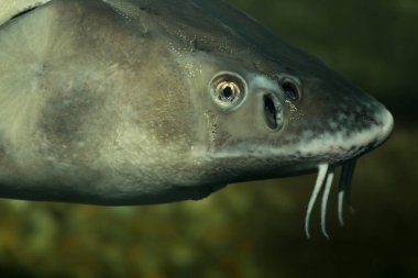 Rus mersin balığı (Acipenser gueldenstaedtii), Acipenseridae familyasından bir balık türü. Bir su kuşunun kafası..
